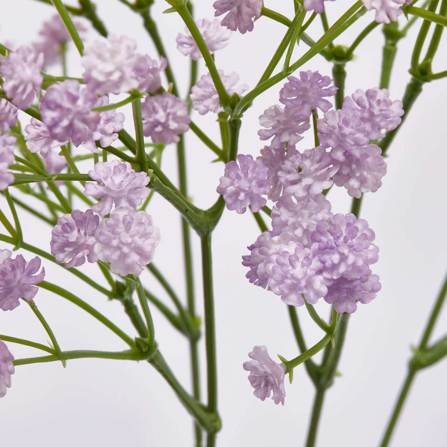 Cespuglio Di Gypsophila EDG